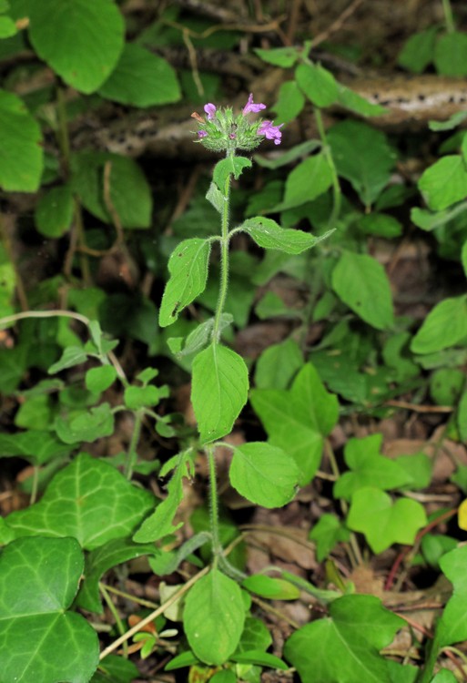 Clinopodium vulgare